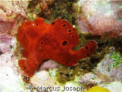 LONGLURE FROGFISH Long, undivided, whitish translucent fi... by Marcus Joseph 